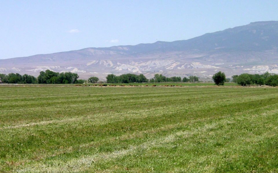 big field