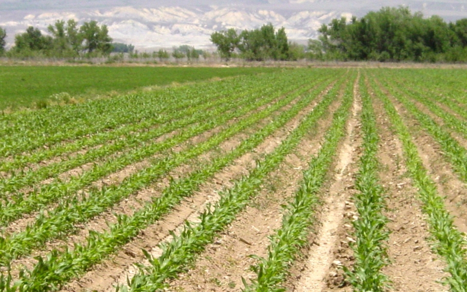 corn