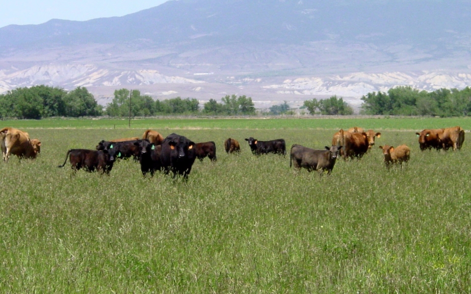 cows big field