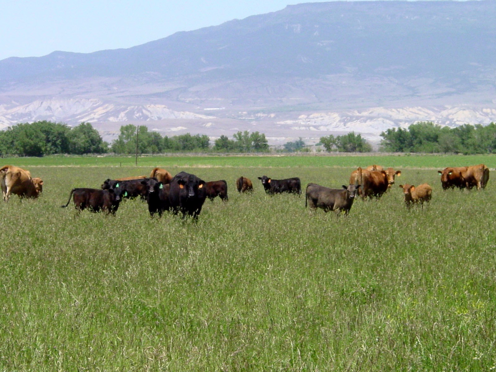 cows big field