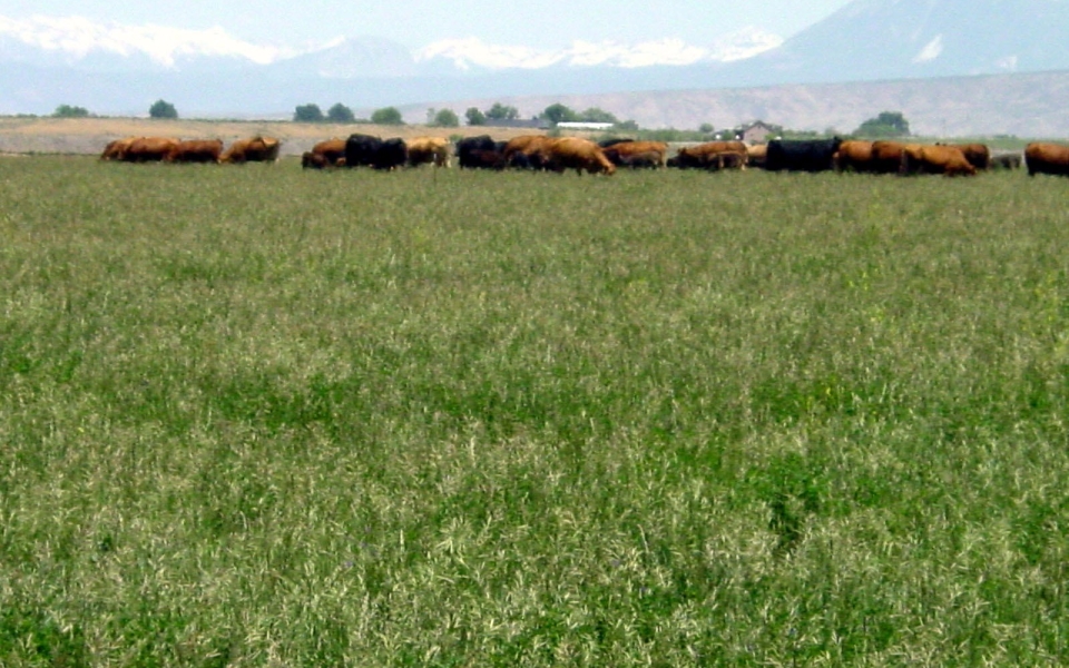 cows west elks