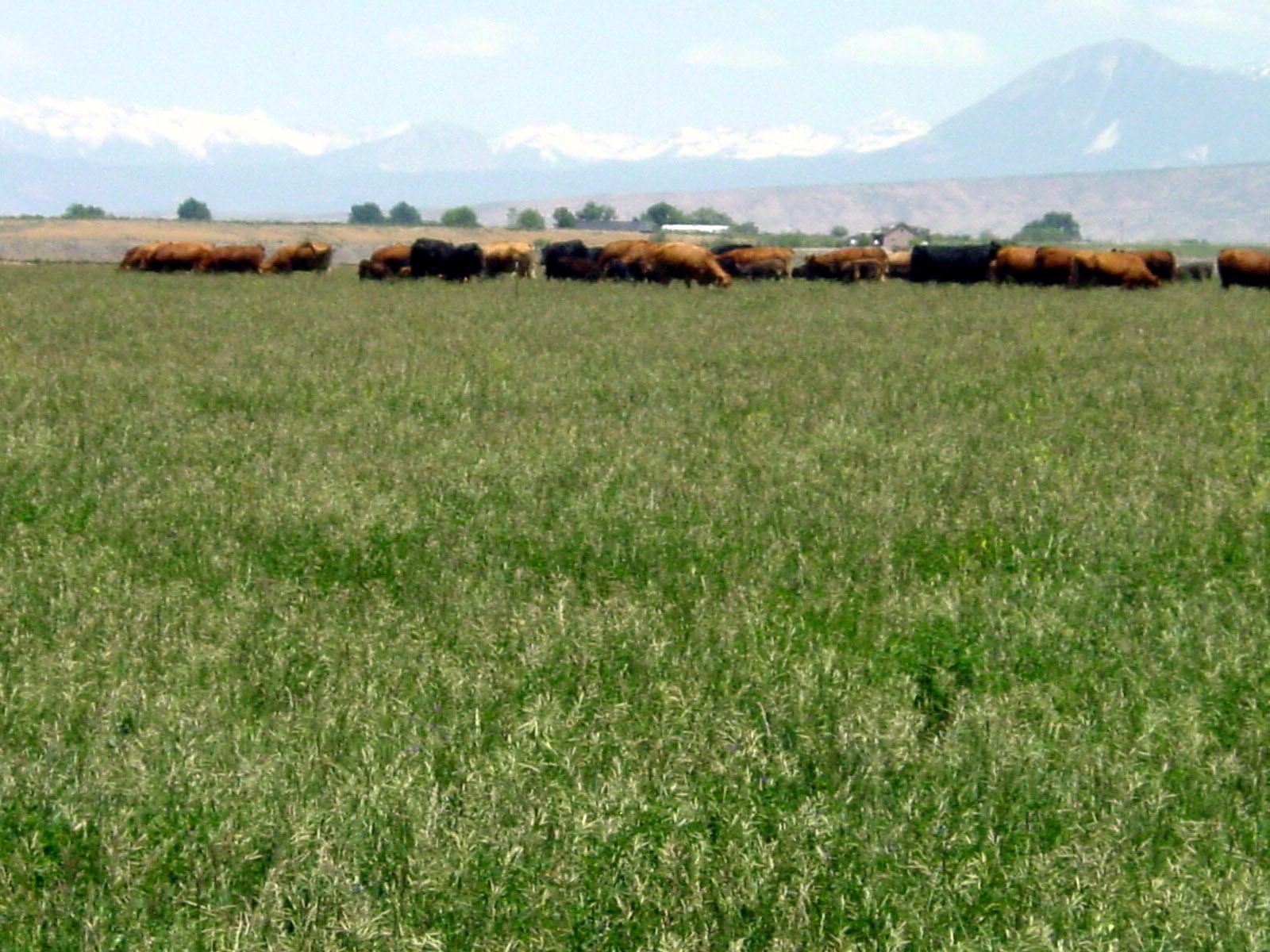 cows west elks