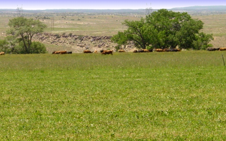west field