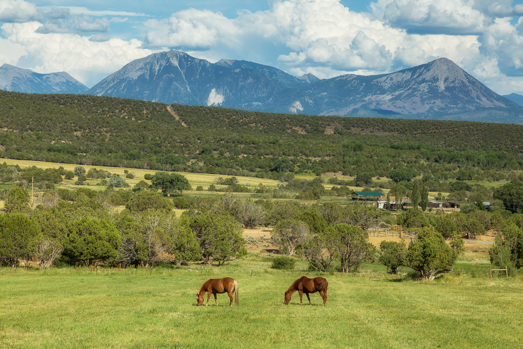 Pasture