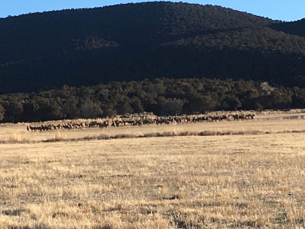 Alvey Elk 2