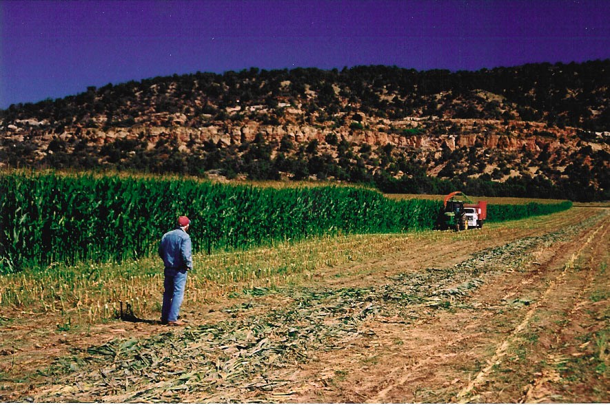 corn field 2