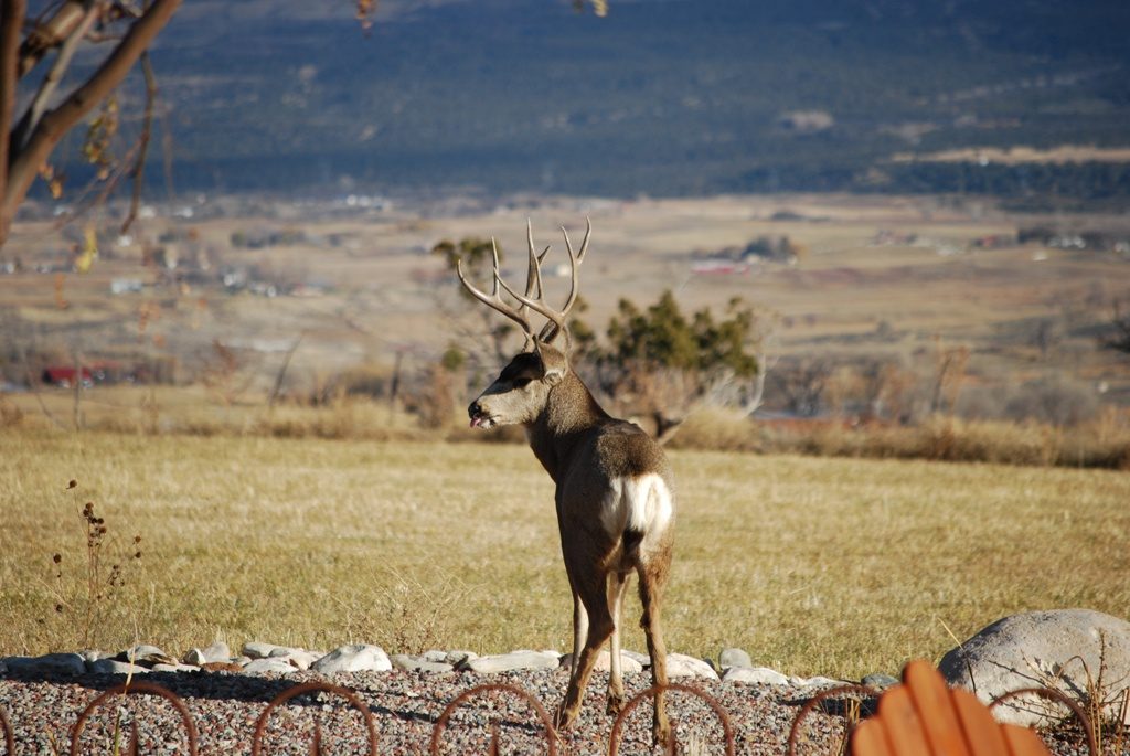 Deer with Tunge