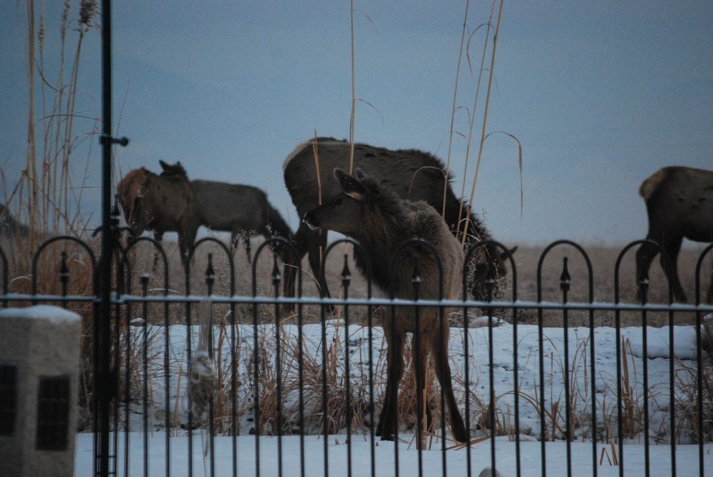 elk on pond