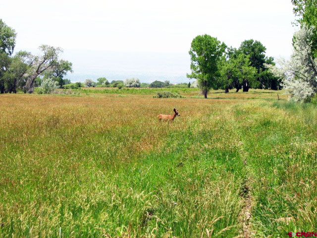 hay field 2