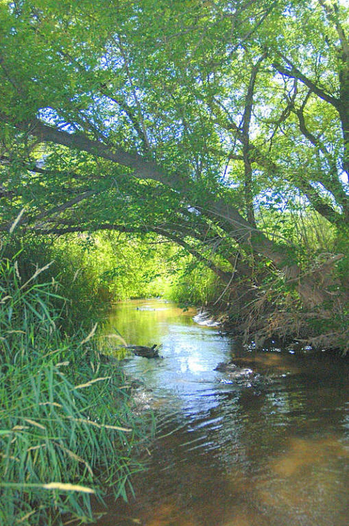 creek&trees (2)