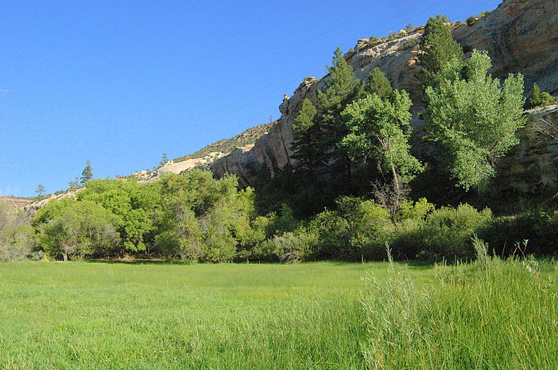 pasture&trees (1)